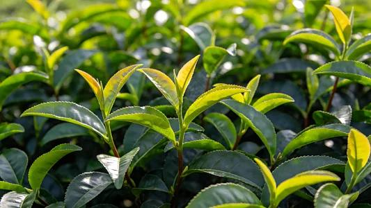 Chiński producent maszyn do ważenia herbaty korzysta z zielonej fali produkcyjnej, aby zwiększyć swoją obecność za granicą